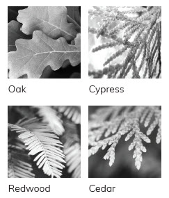 Leaves